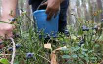 Как быстро собирать чернику