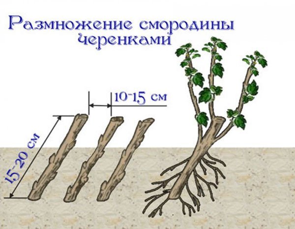 Размножение смородины черенками