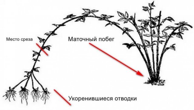Малина