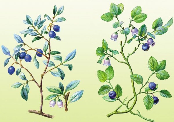 Кусты голубики и черники