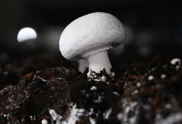 Шампиньоны