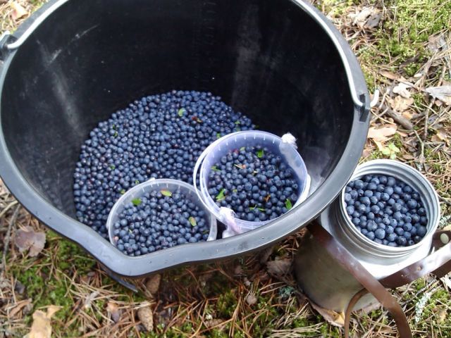 Сбор черники