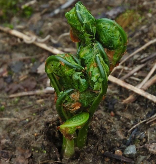 Папоротник Орляк