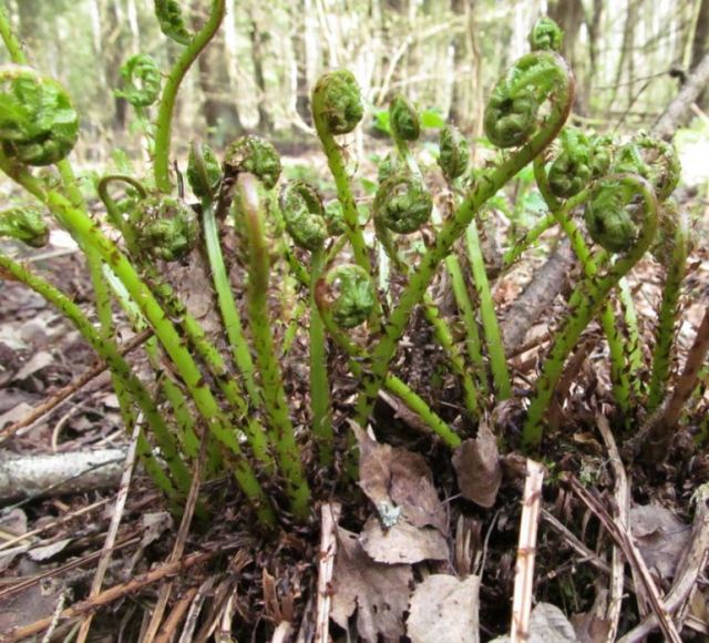 Папоротник в лесу