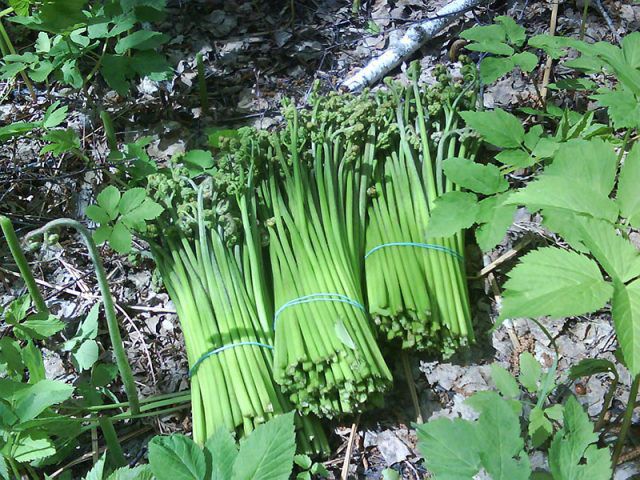 Папоротник, собранный для заготовки