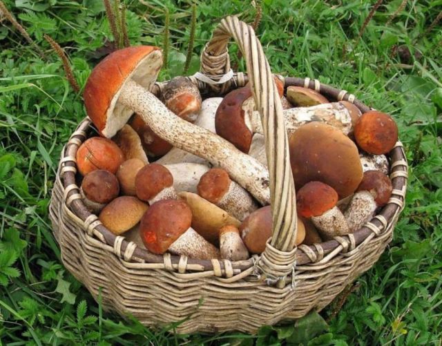 Лесные грибы